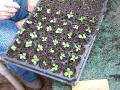 Seedlings pricking out_1